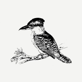Kookaburra bird collage element/drawing/clipart, vintage | Free PSD Illustration - rawpixel