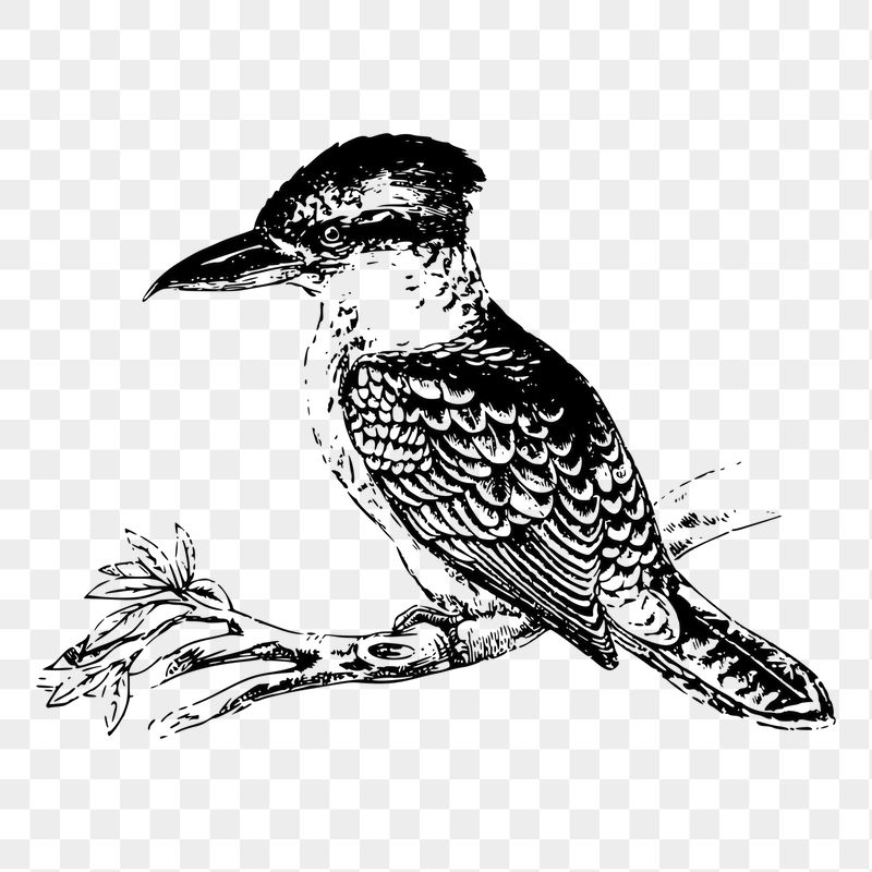 Kookaburra bird png sticker xx | Free PNG - rawpixel