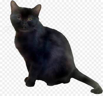 Korat Bombay cat European shorthair German Rex Burmese cat -  