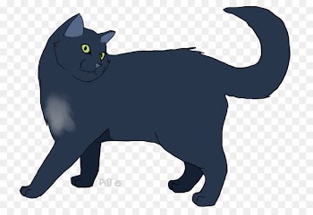Korat Kitten Black cat Whiskers Domestic short-haired cat - kitten 