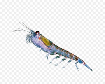 Krill oil Omega-3 fatty acids Caridea - others 