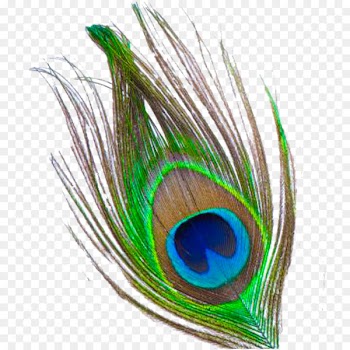 Krishna Feather Clip art - Peacock Feather PNG Transparent Images 