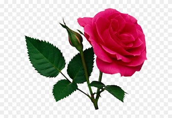 Kırmızı Gül Resimleri Uzantılı Koyu Kırmızı Gül - Rose Png File