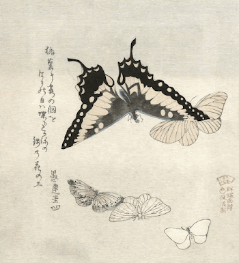 Kubota Shunman's Vijf vlinders (1890-1900) | Free Photo Illustration - rawpixel