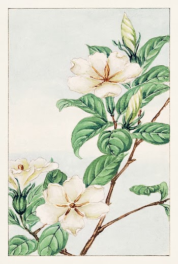 Kuchi nashi (cape jasmine) during 1870&ndash;1880 by Megata Morikaga. Original from Library of Congress. Digitally enhanced by rawpixel.