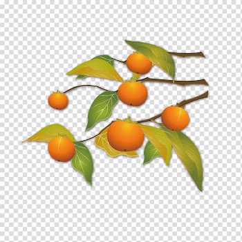 Kumquat Autumn , Autumn background Autumn kumquat transparent background PNG clipart