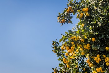 Kumquat Fruits