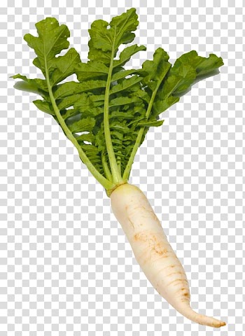 Kung Pao chicken Daikon Vegetable Japanese Cuisine, vegetable transparent background PNG clipart