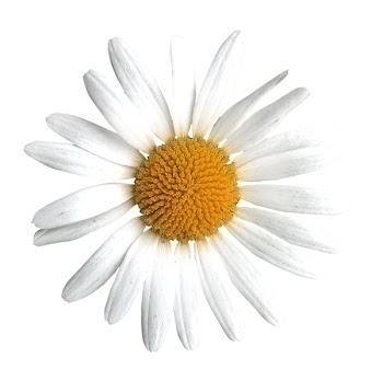 Kwiatek bialy2.jpg