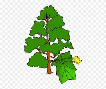 Ky Tulip Tree Clipart - Tulip Poplar Tree Clip Art
