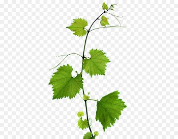 Kyoho Grape leaves Leaf Branch - Green Grape Leaves 