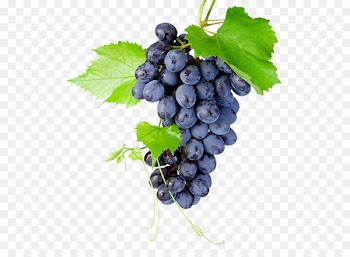 Kyoho Grapevines Raceme - A bunch of grapes 