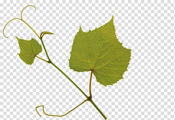 Kyoho Leaf Grape Green, leaf transparent background PNG clipart