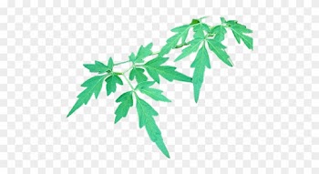 L18 Wel Penala - Maple Leaf