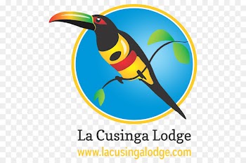 La Cusinga Lodge Uvita Bird Parrot Image - bird 