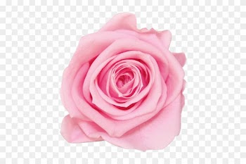La Fabuleuse With 25 Eternal Roses - Rose