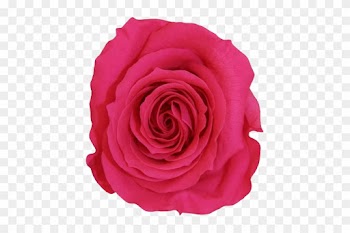 La Fabuleuse With 25 Eternal Roses - Rose