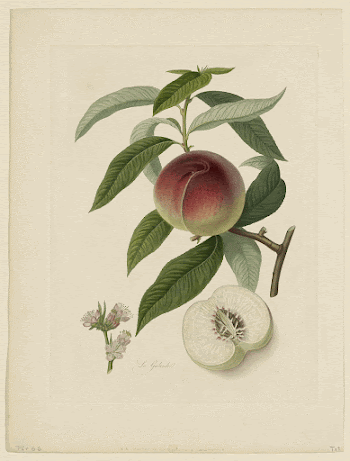 La Galande (Peach) from Pomona | Free Photo - rawpixel