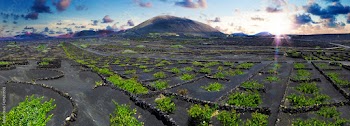 La Geria vineyard on black volcanic soil.Scenic landscape with volcanic vineyards. Lanzarote. Canary Islands. Spain
