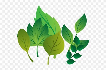 La Hoja De La Planta Madre De La Rama - Leaf