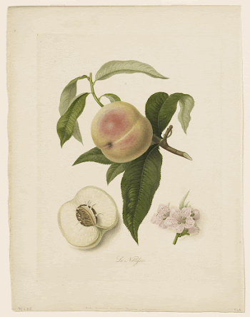 La Noblesse (Peach) from Pomona | Free Photo - rawpixel