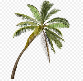 La Paz Fishing Angling Tuna - coconut tree 