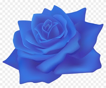 La Playa De Rosa Centifolia Rosas Flor De Papel Rosa - Rose