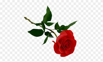 La Rosa Per La Festa Della Mamma - Rose Png