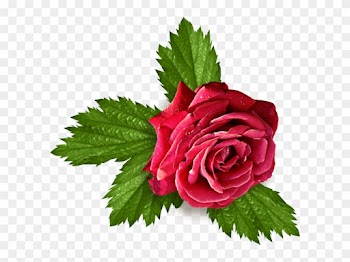 La Rose Et Les Feuilles - Feuille De Rose Png