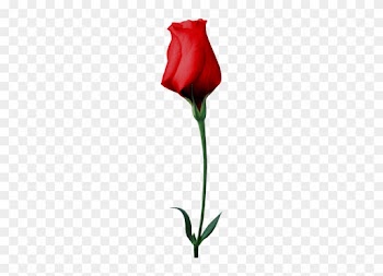 La Solidaridad - Garden Roses