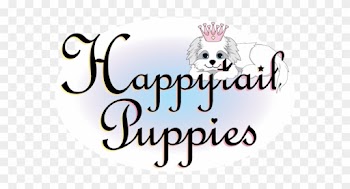 Labradoodle Puppies For Sale In North Carolina - Happy Wedding Marriage Anniversary