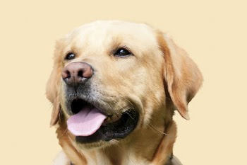 Labrador dog background, cute animal | Free Photo - rawpixel