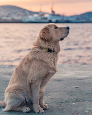 Labrador Retrieve Near Body Of Water