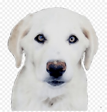 Labrador Retriever Akbash Puppy Dog breed Companion dog -  