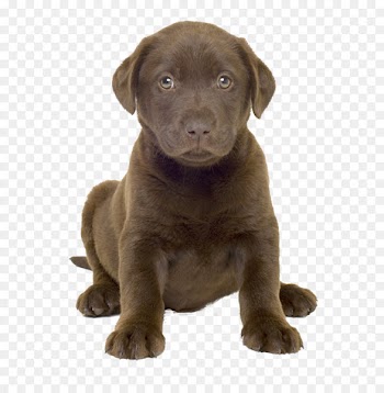 Labrador Retriever American Pit Bull Terrier Leonberger Staffordshire Bull Terrier - dog PNG image 