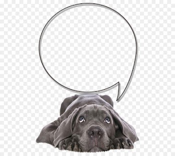 Labrador Retriever Cane Corso Pet sitting Veterinarian - Depressed dog 
