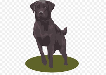 Labrador Retriever Clip art Openclipart Vector graphics Free content -  