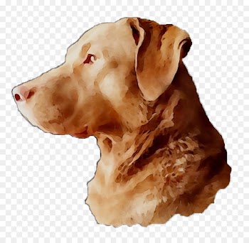 Labrador Retriever Dog breed Gun dog Snout -  