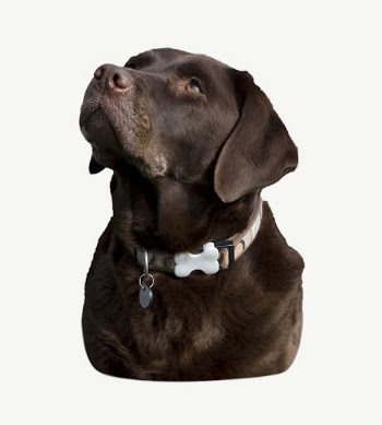Labrador retriever dog collage element | Free PSD - rawpixel