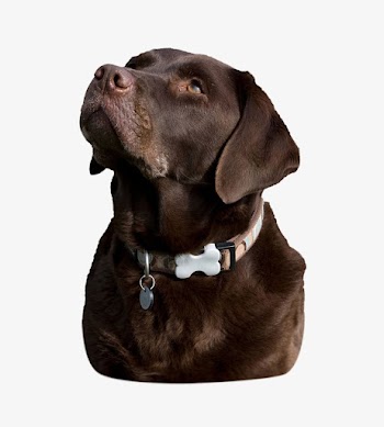 Labrador retriever dog isolated on off white | Free Photo - rawpixel
