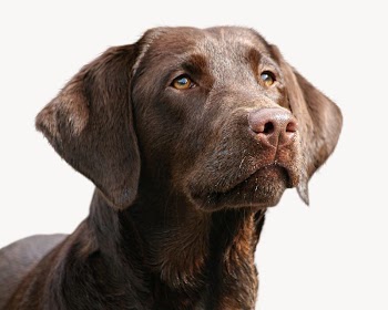 Labrador Retriever dog, pet animal | Free Photo - rawpixel