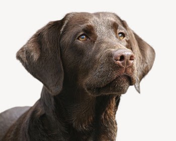 Labrador Retriever dog, pet animal | Free PSD - rawpixel