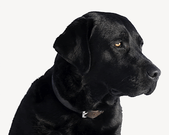 Labrador retriever dog, pet animal | Free PSD - rawpixel