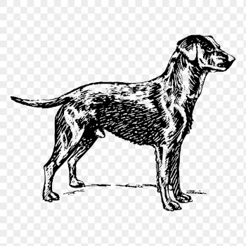 Labrador retriever dog png sticker, | Free PNG - rawpixel