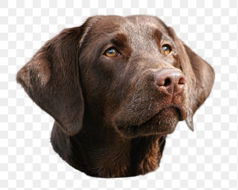 Labrador Retriever dog png sticker, | Free PNG - rawpixel