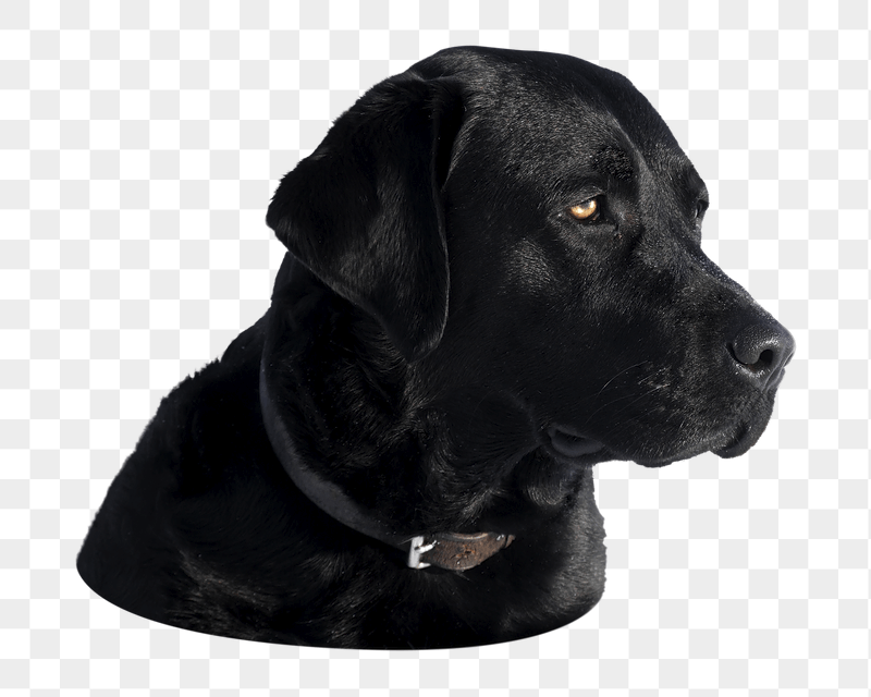 Labrador retriever dog png sticker, | Free PNG - rawpixel