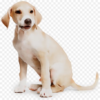 Labrador Retriever English Foxhound American Foxhound Harrier Puppy -  