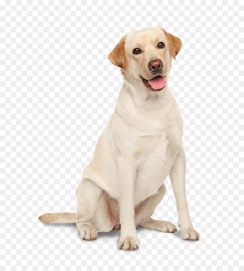 Labrador Retriever Golden Retriever Chesapeake Bay Retriever Irish Setter Irish Water Spaniel - dogs 