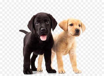 Labrador Retriever Golden Retriever Puppy Dog breed - Dogs 