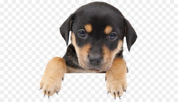 Labrador Retriever Havanese dog Puppy mill Kitten - Cute dog 